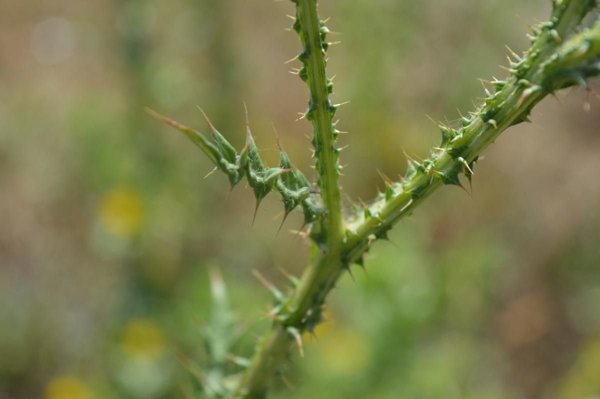 Onopordum algeriense leaf
