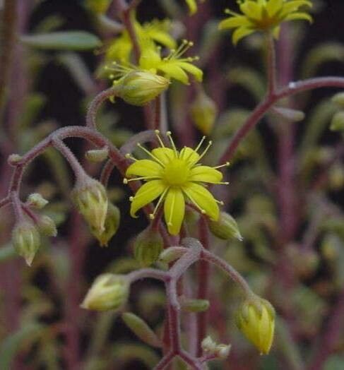 Aichryson dumosum flower