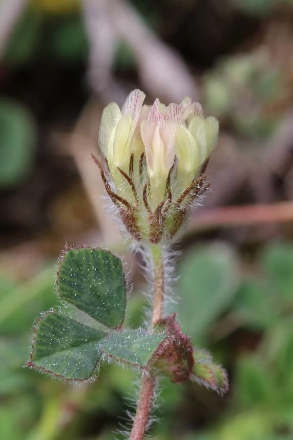 Trifolium globosum flower