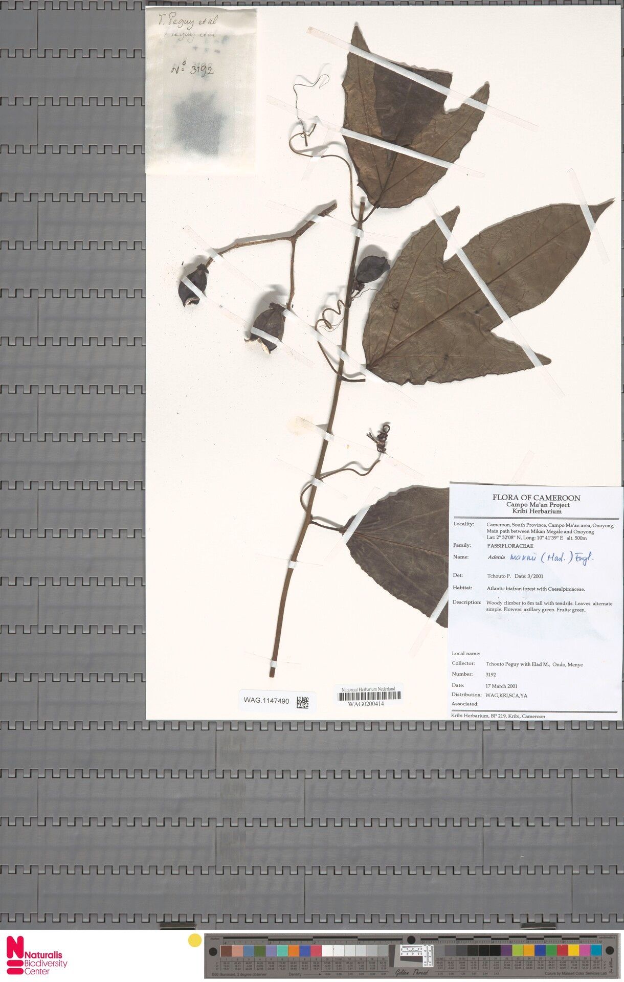 Adenia mannii — houseplant care guide