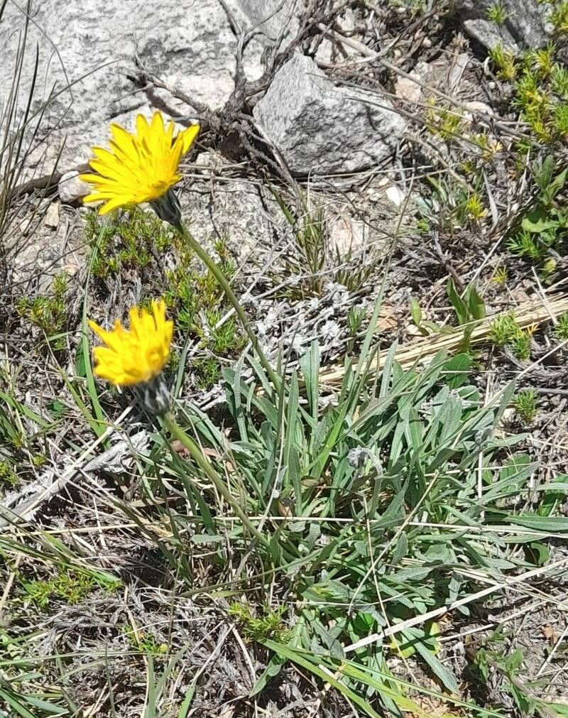 Hypochaeris caespitosa habit