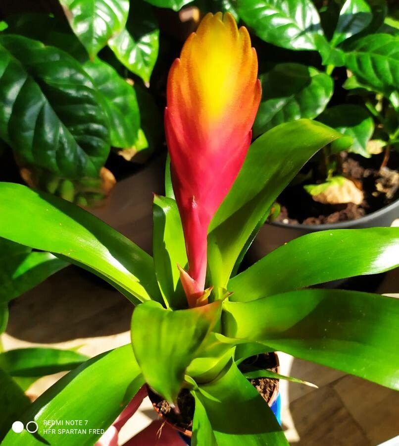 Vriesea carinata leaf