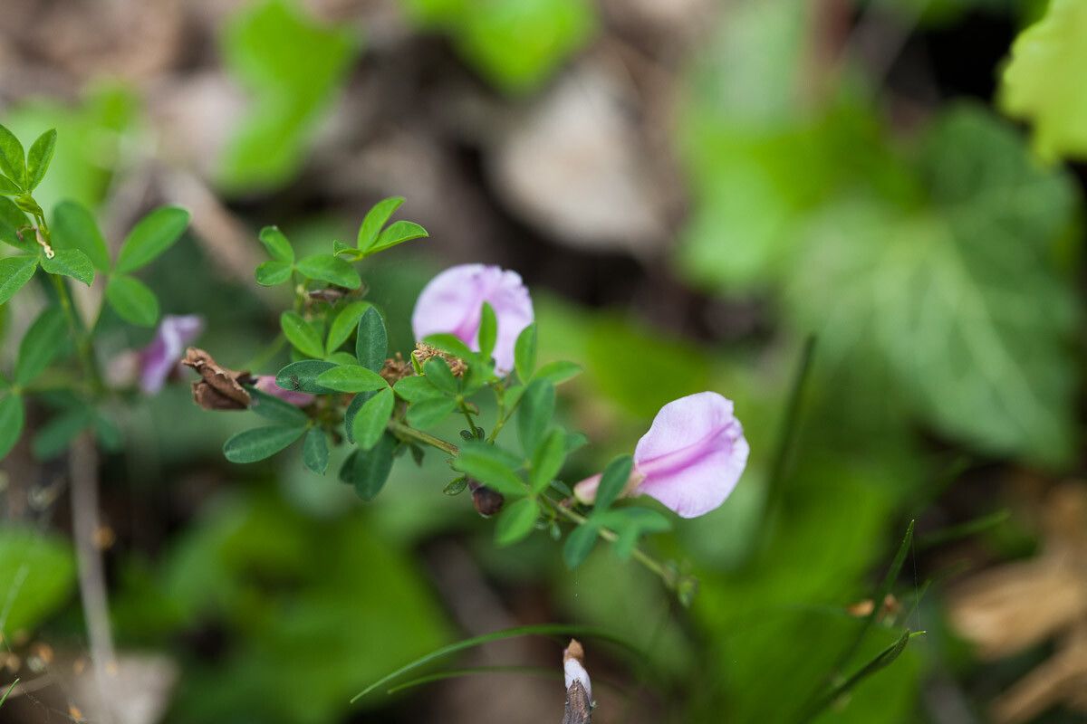 Cytisus purpureus flower