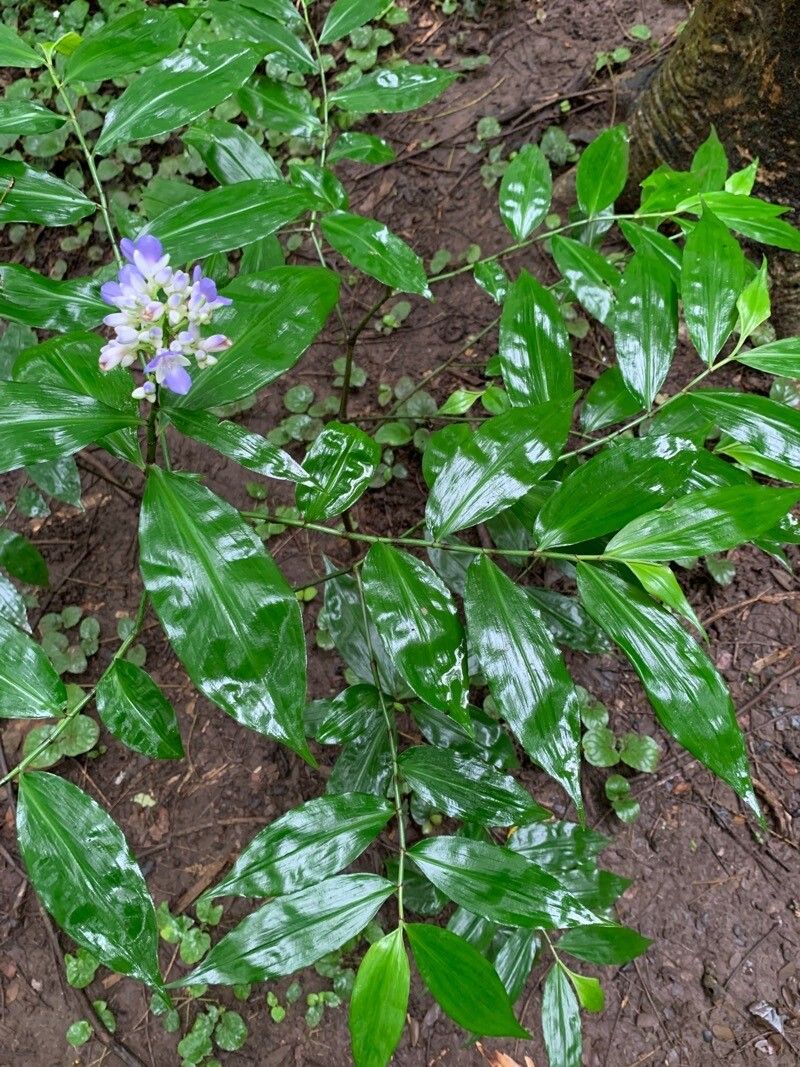 Dichorisandra amabilis — related species from the same genus