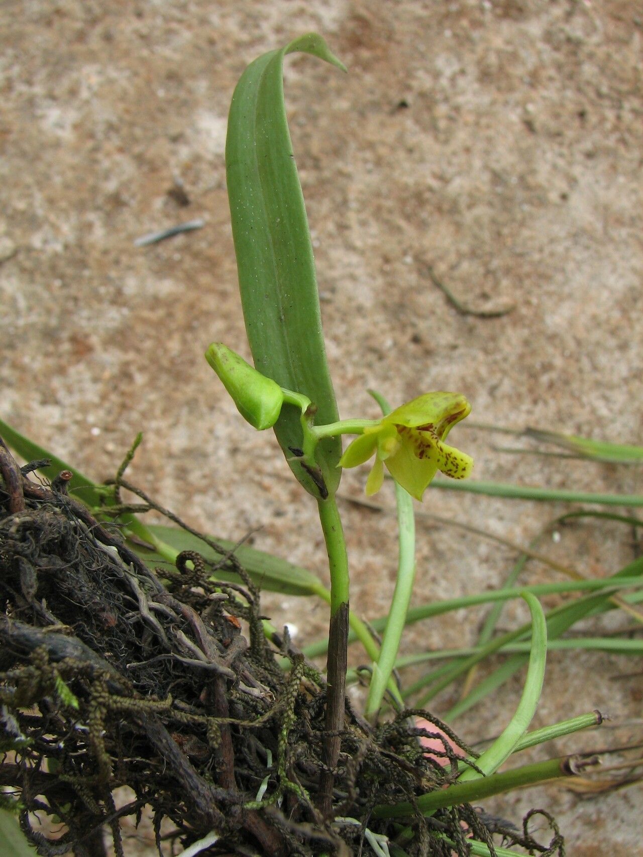Polystachya supfiana habit