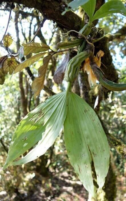 Coelogyne xyrekes — houseplant care guide