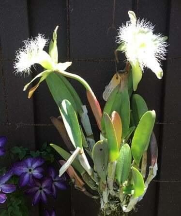 Rhyncholaelia digbyana flower