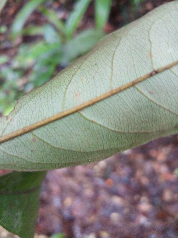 Buchenavia nitidissima leaf