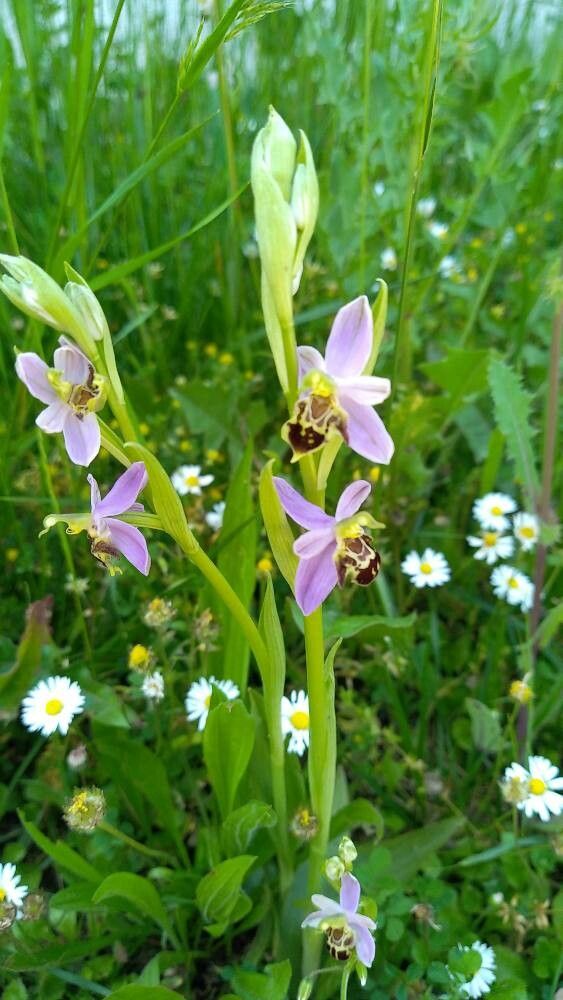 Ophrys apifera x Ophrys provincialis — related species from the same genus