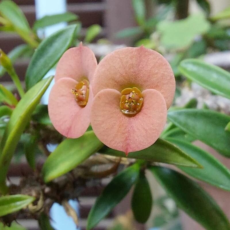 Euphorbia neobosseri flower