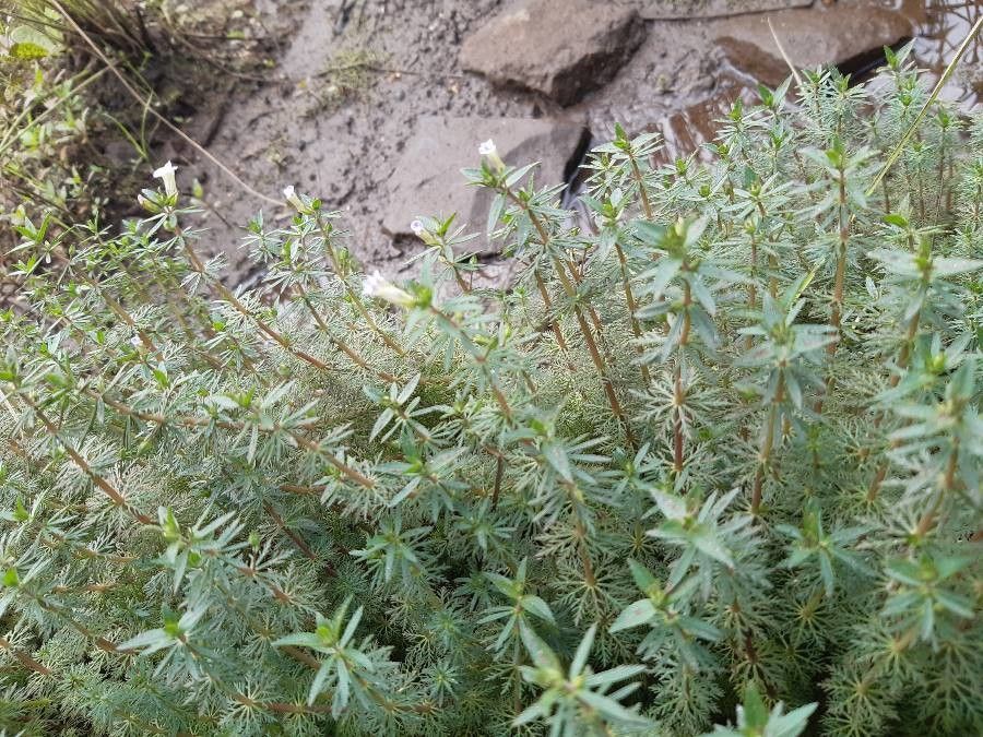 Limnophila indica flower