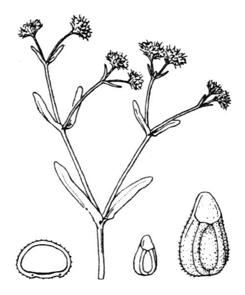 Valerianella microcarpa other