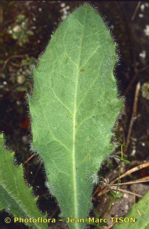 Hieracium pedemontanum — houseplant care guide