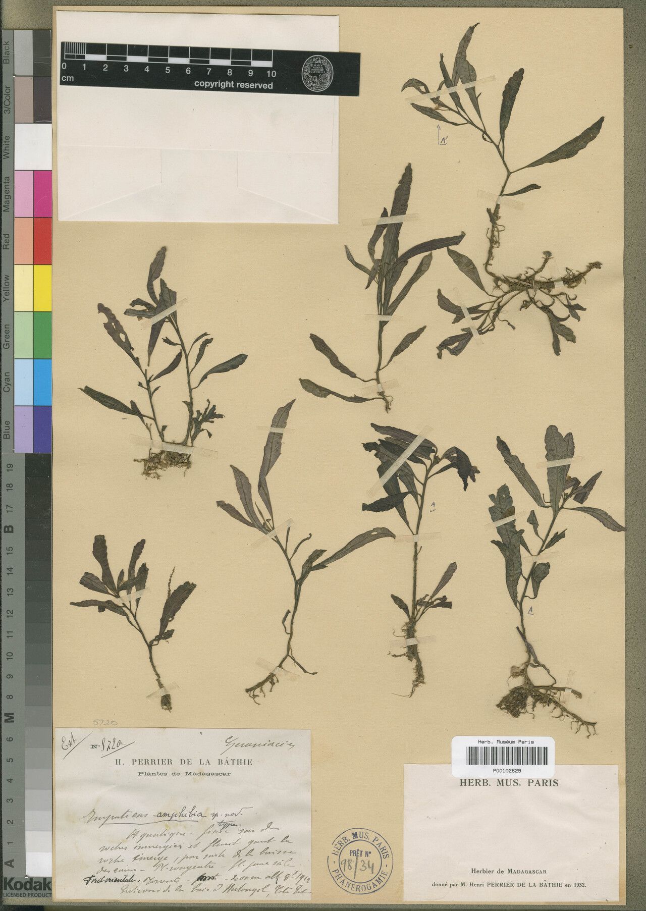 Impatiens amphibia — houseplant care guide