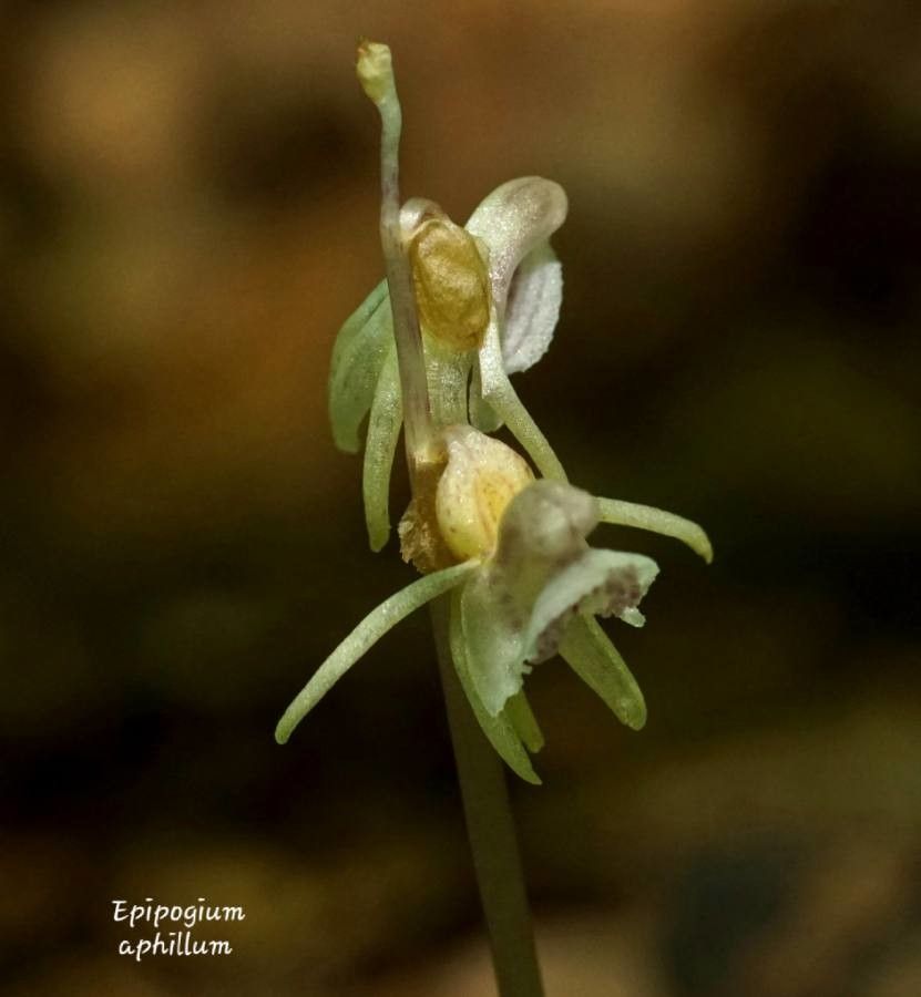 Epipogium aphyllum — search result for 'United Kingdom'