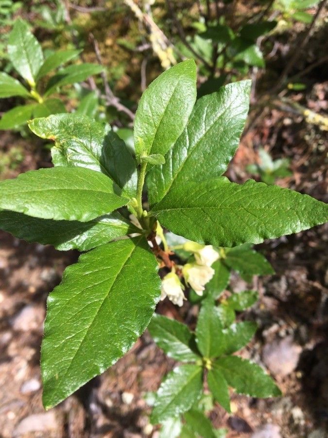 Rhododendron albiflorum leaf