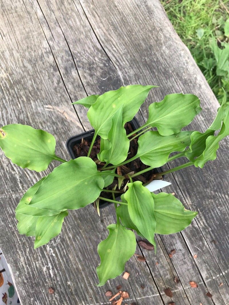 Hosta minor — search result for 'Hosta'