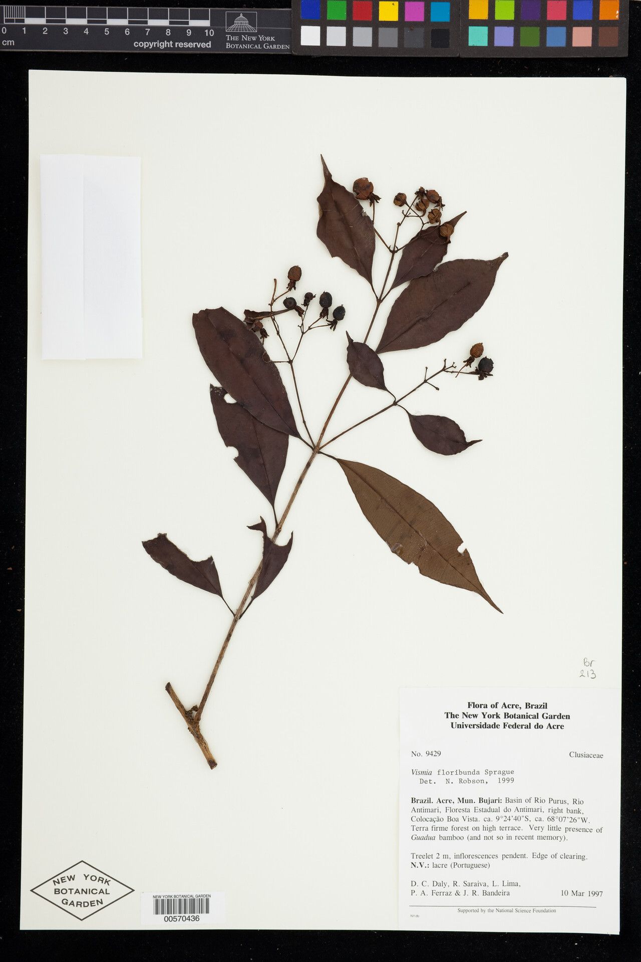 Vismia floribunda — houseplant care guide