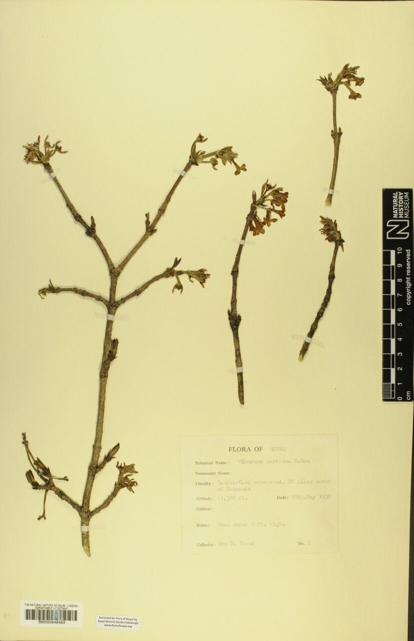 Viburnum grandiflorum other