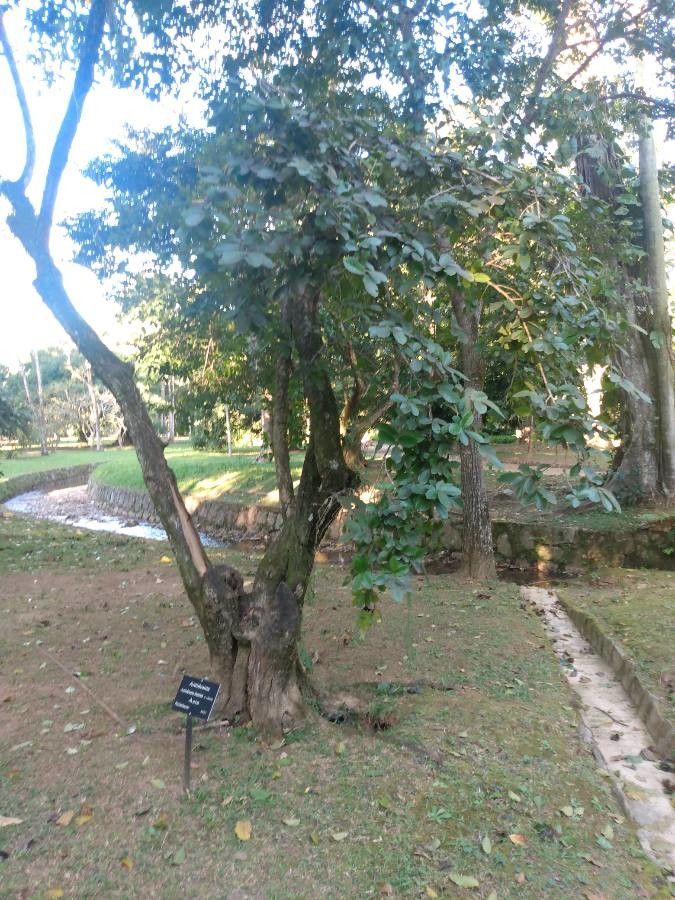 Antidesma bunius habit