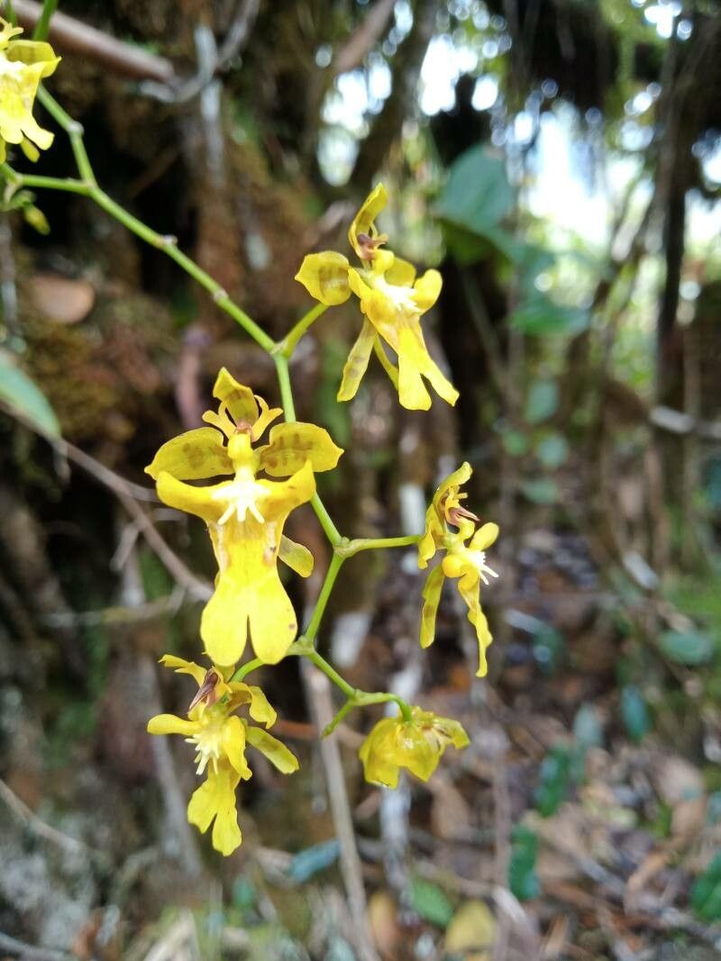 Oncidium ornithorhynchum flower