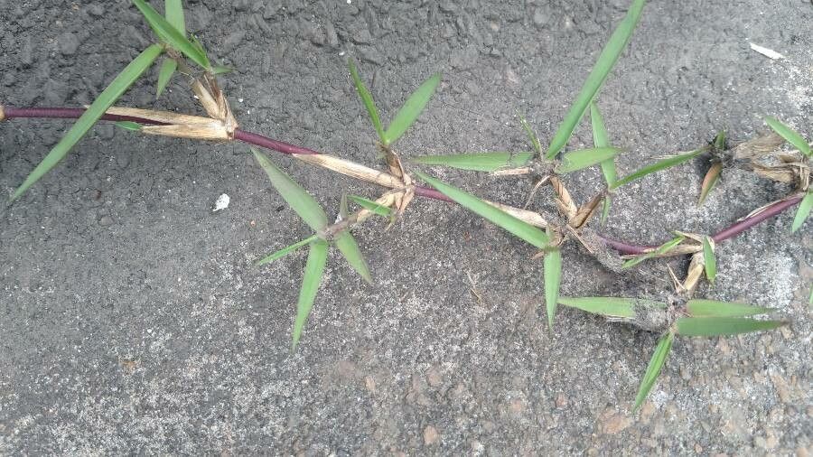 Paspalum distichum leaf