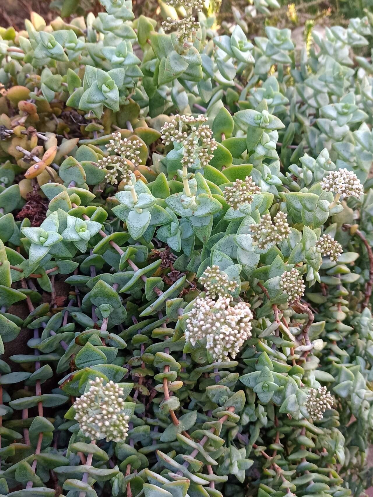 Crassula sladenii habit