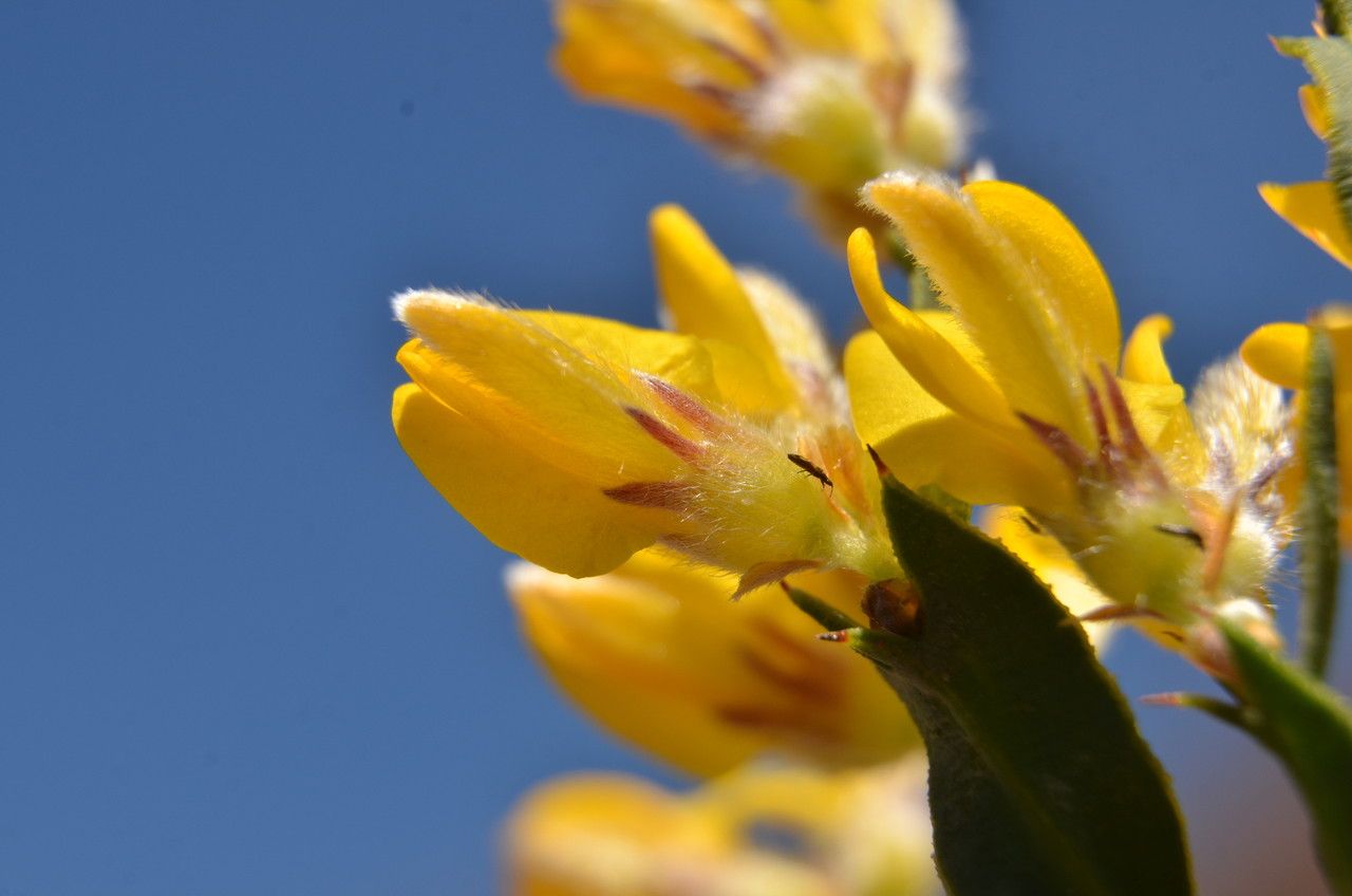 Genista tridentata flower