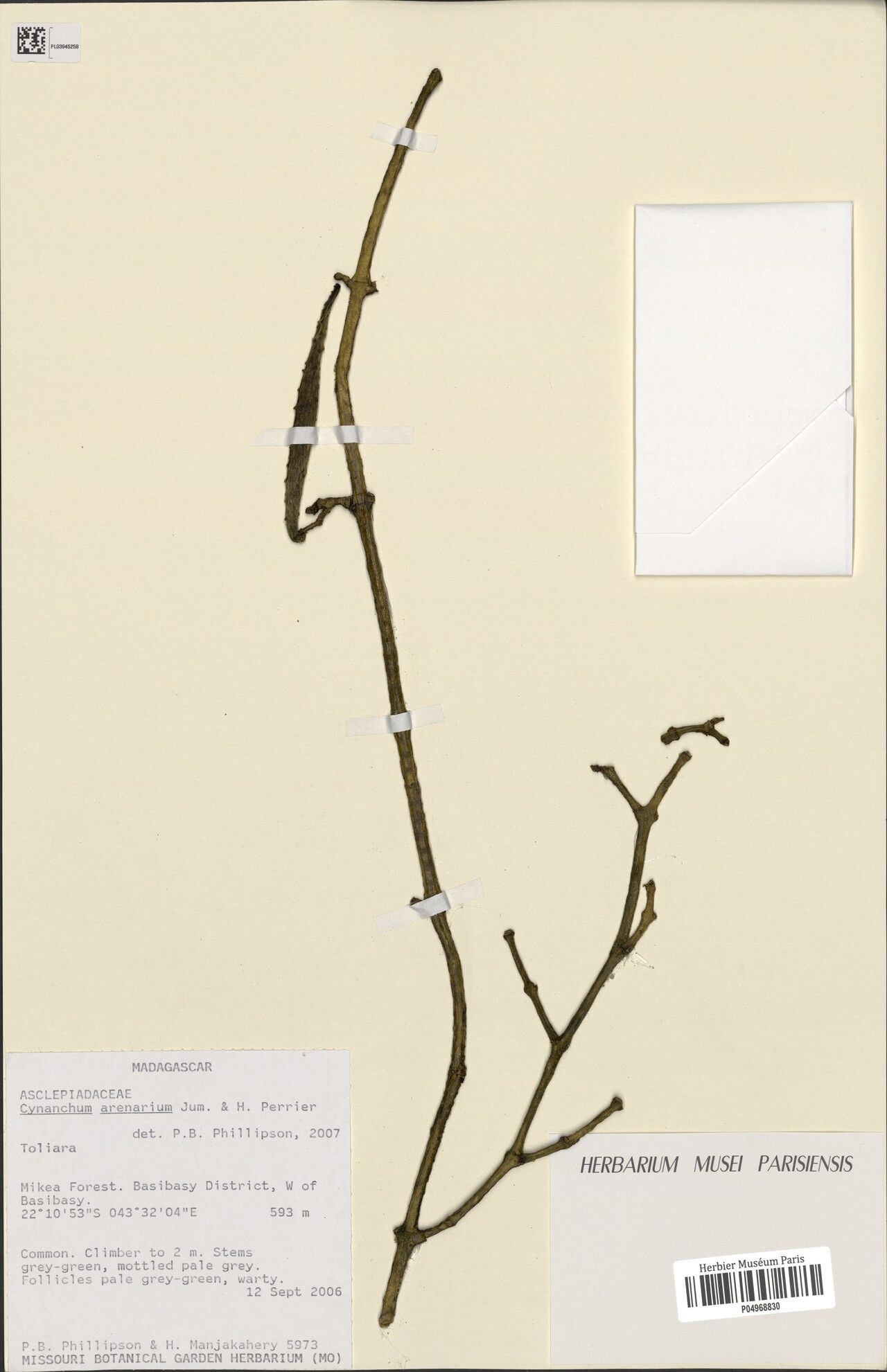 Cynanchum ambovombense — houseplant care guide