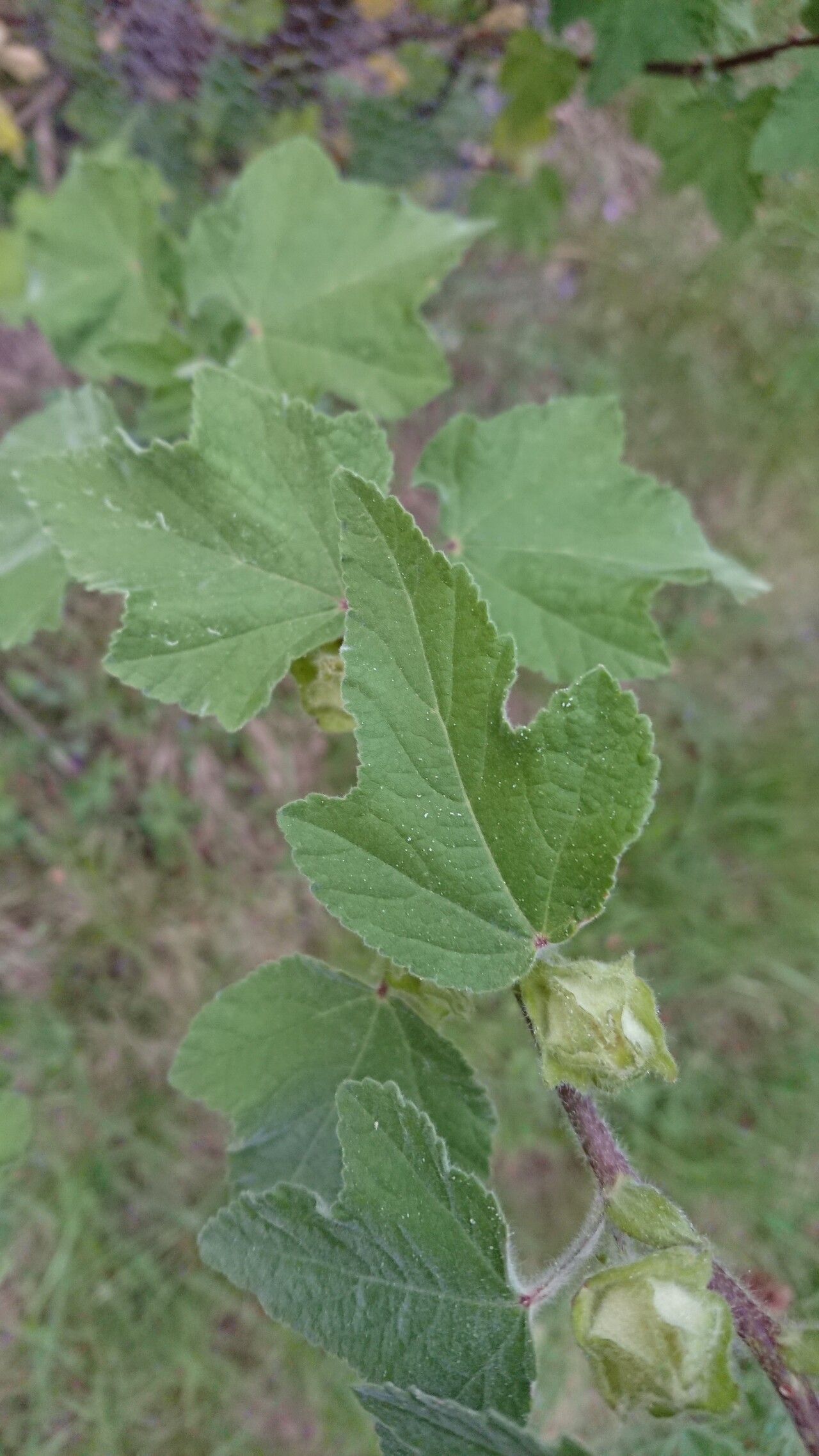 Malva × clementii — search result for 'Malva'