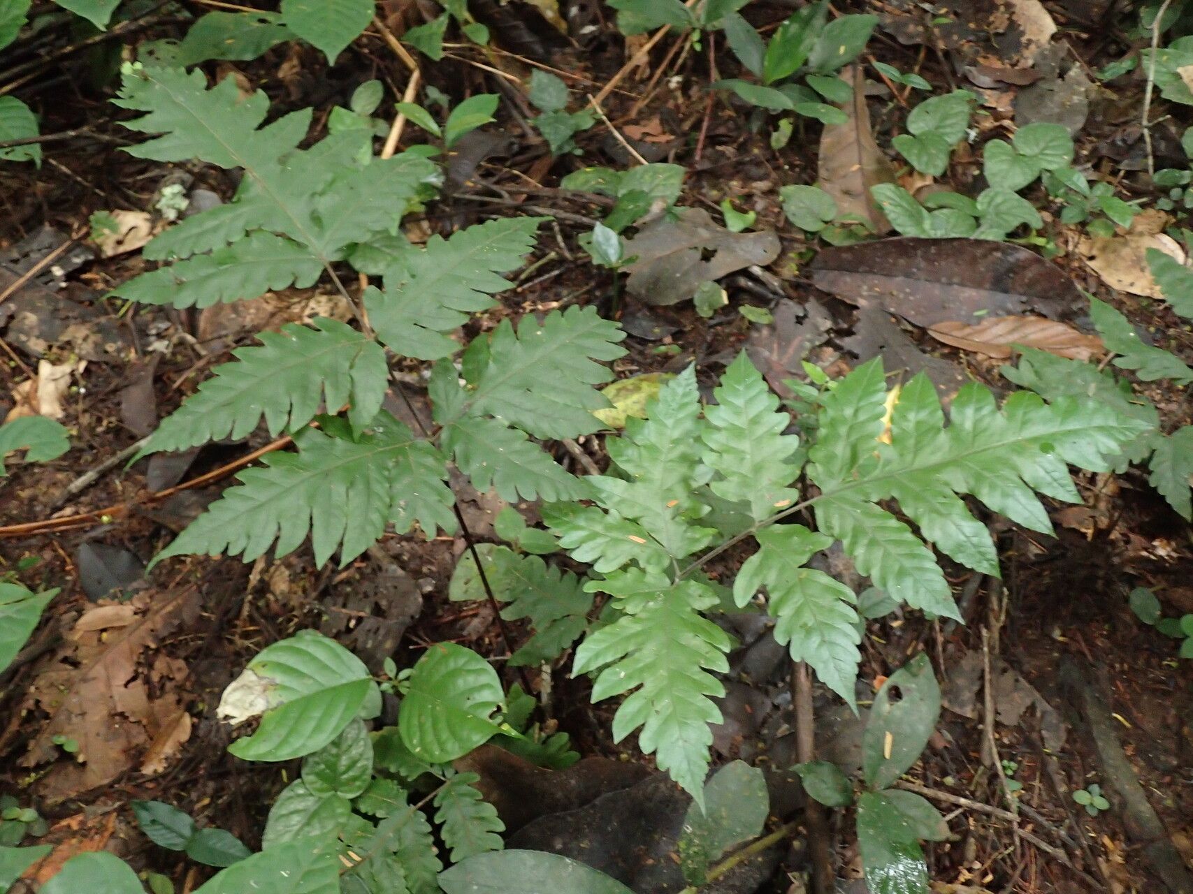 Tectaria fernandensis habit
