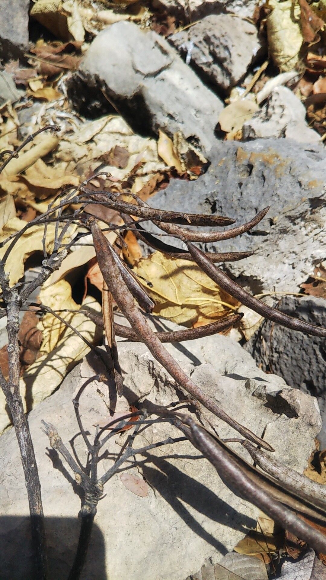 Stereospermum arcuatum — related species from the same genus