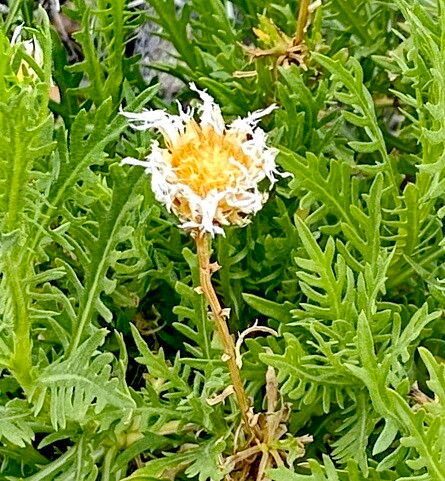 Plectocephalus chilensis — related species from the same genus