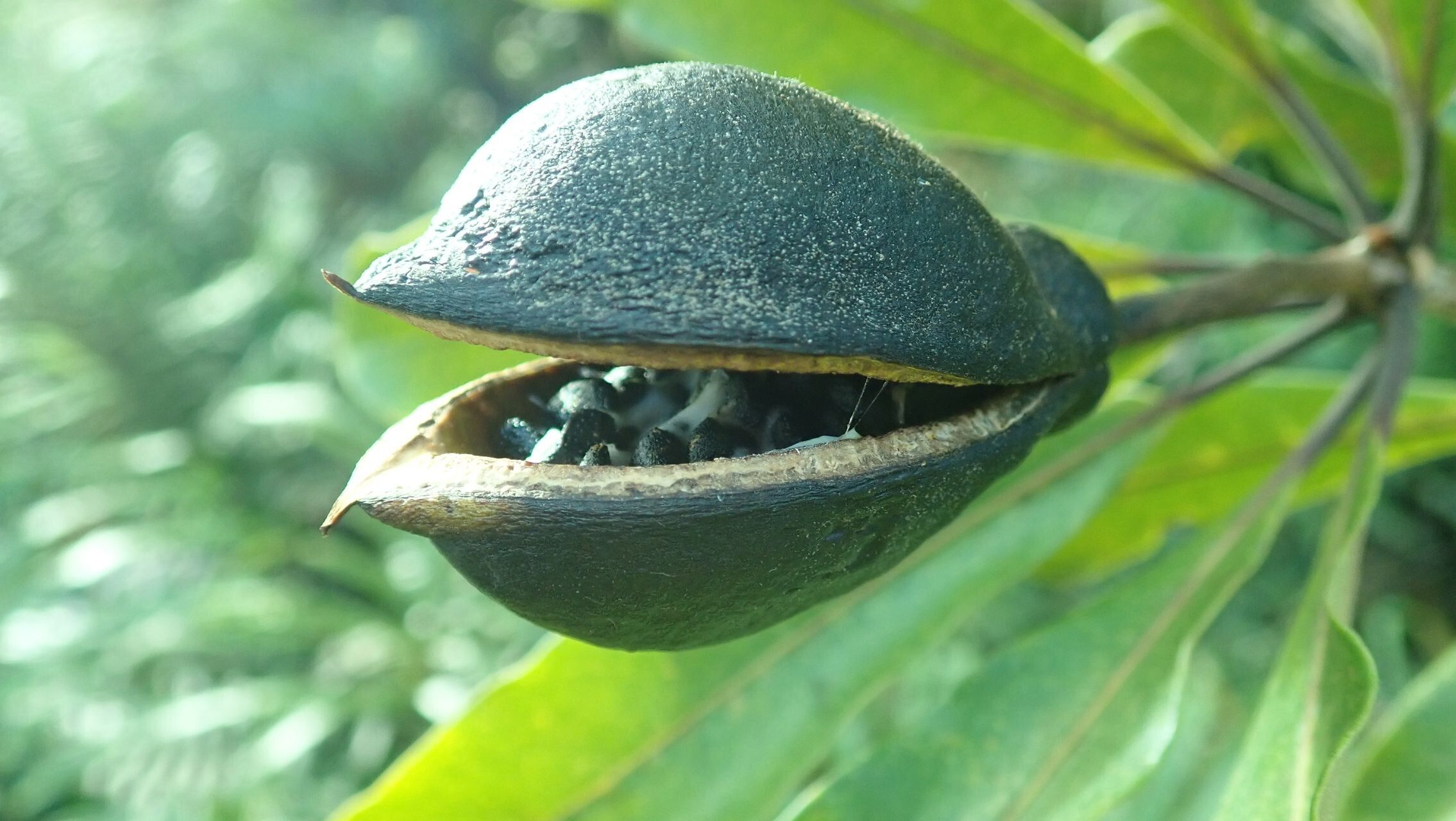 Pittosporum hematomallum fruit