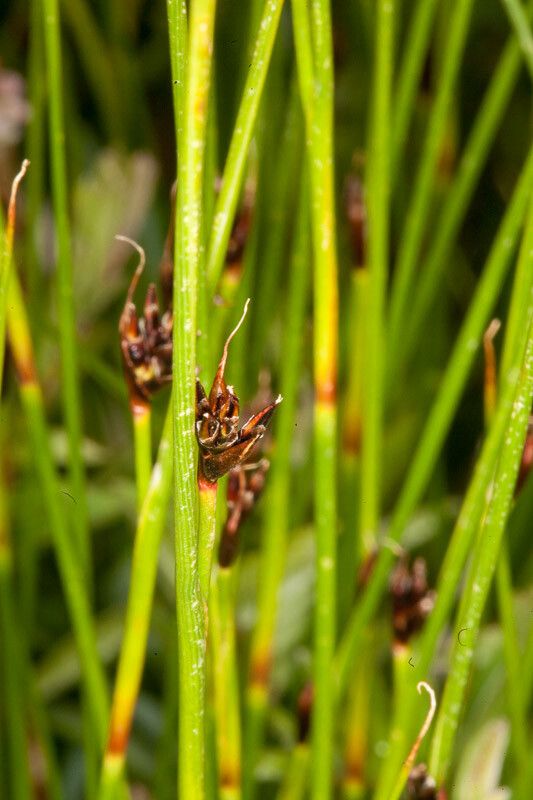 Juncus jacquinii fruit