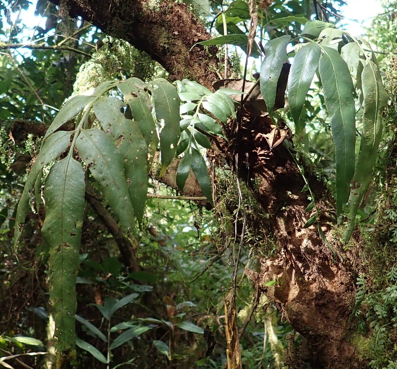 Asplenium gemmiferum — houseplant care guide