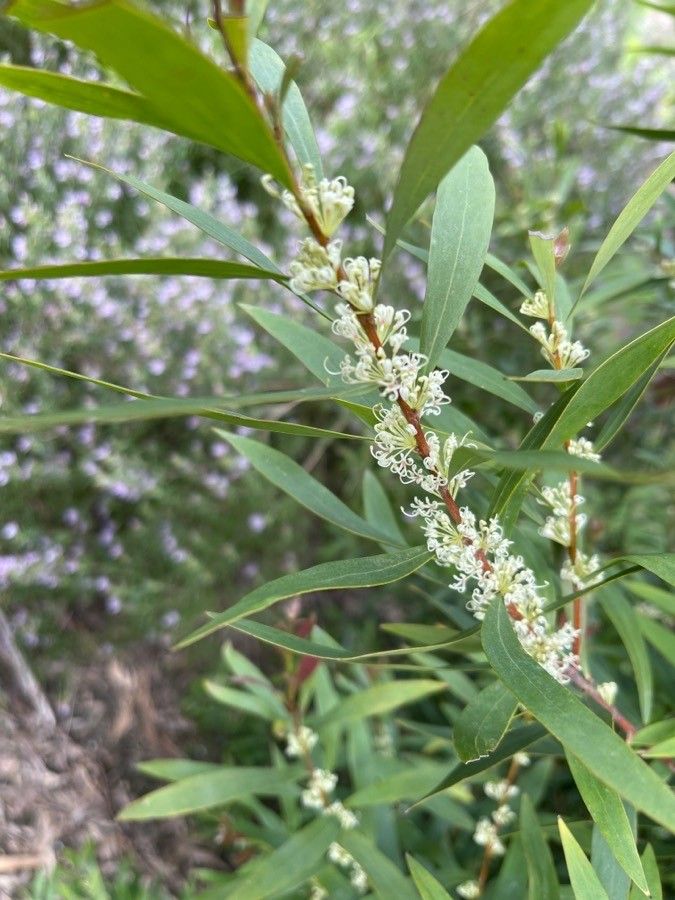 Hakea salicifolia flower