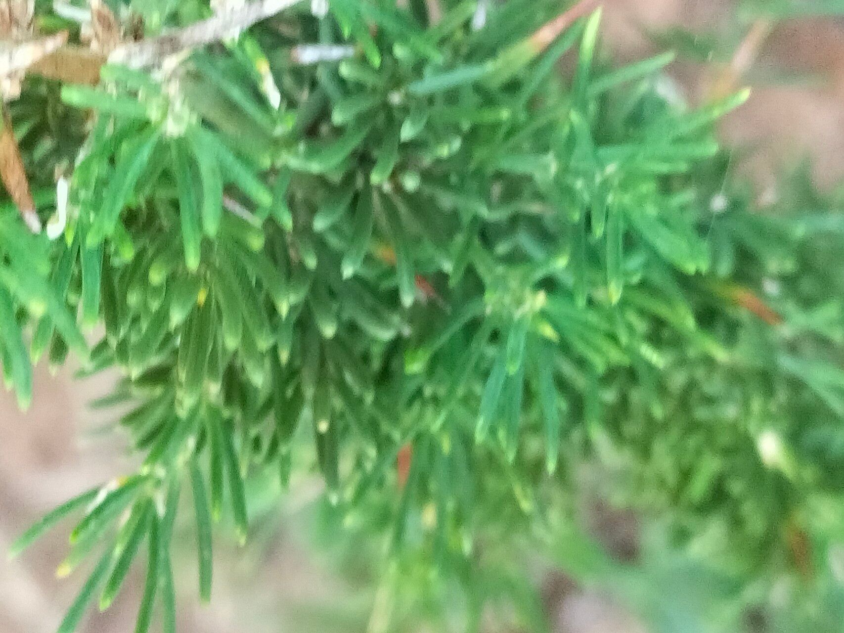 Asparagus suaveolens — search result for 'Kenya'