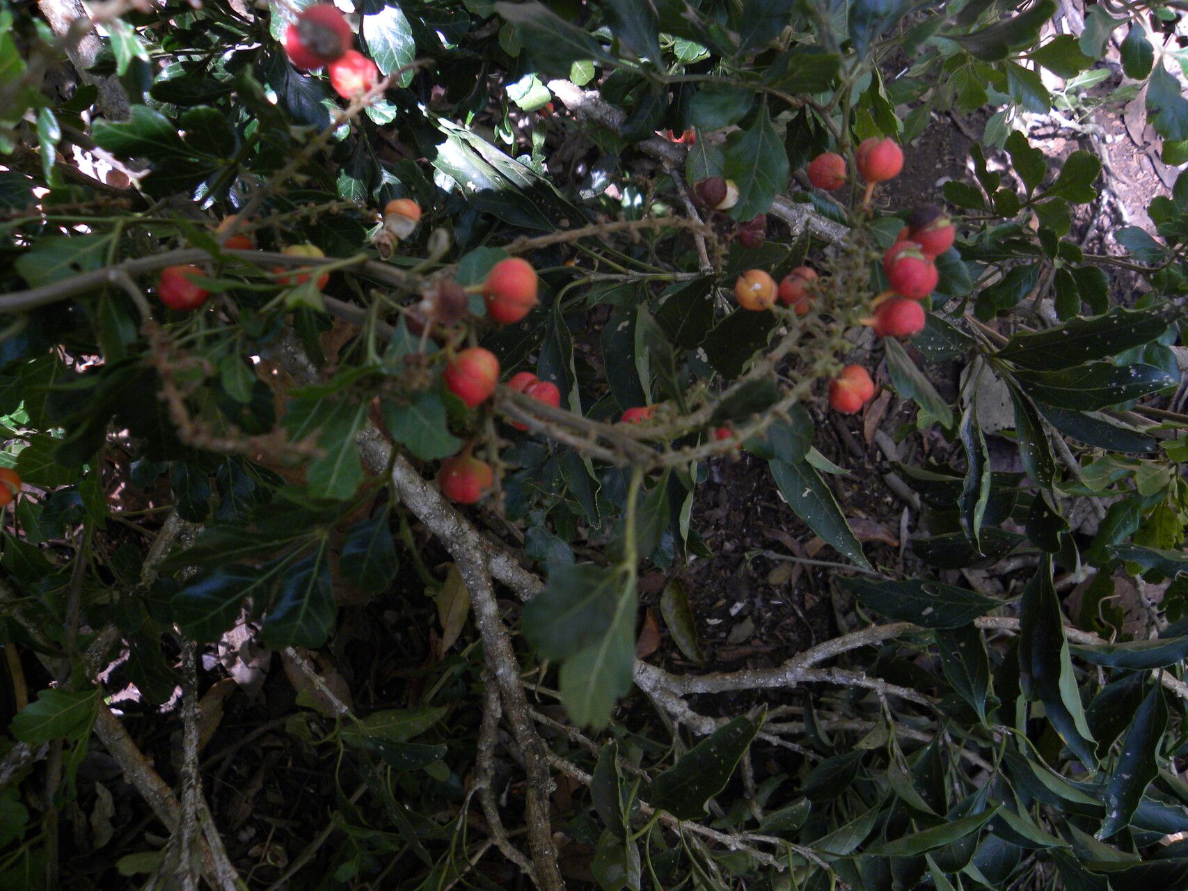 Paullinia costaricensis — search result for 'Paullinia'