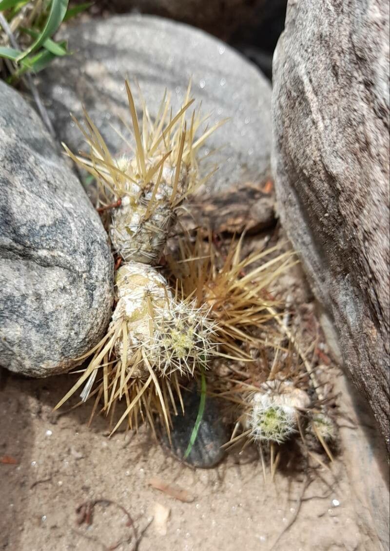 Maihueniopsis glomerata habit
