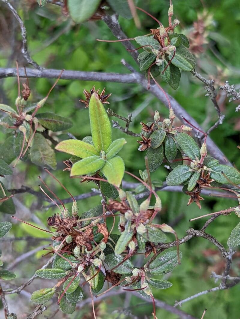 Rhododendron oreotrephes leaf