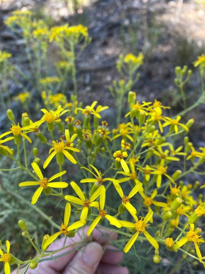 Senecio blochmaniae — houseplant care guide