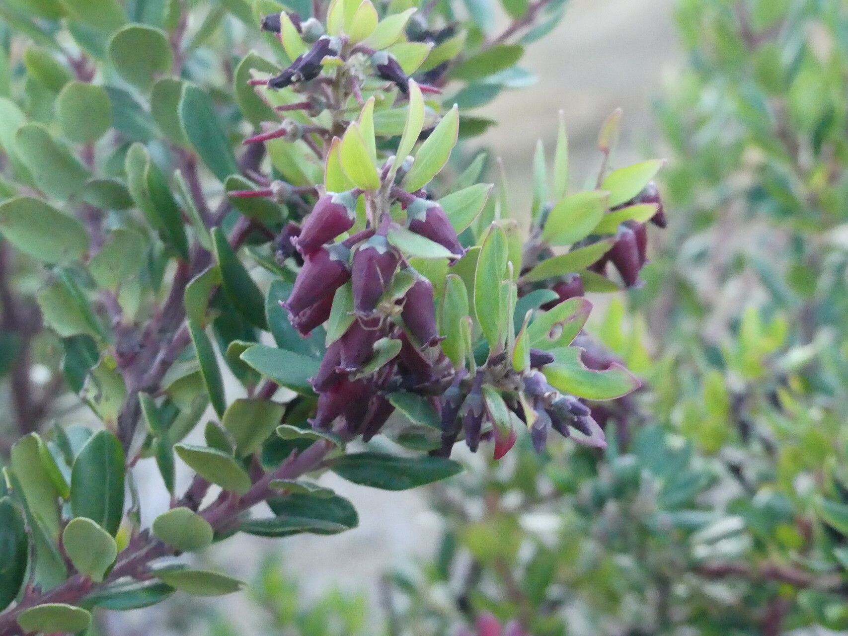 Vaccinium varingiifolium flower
