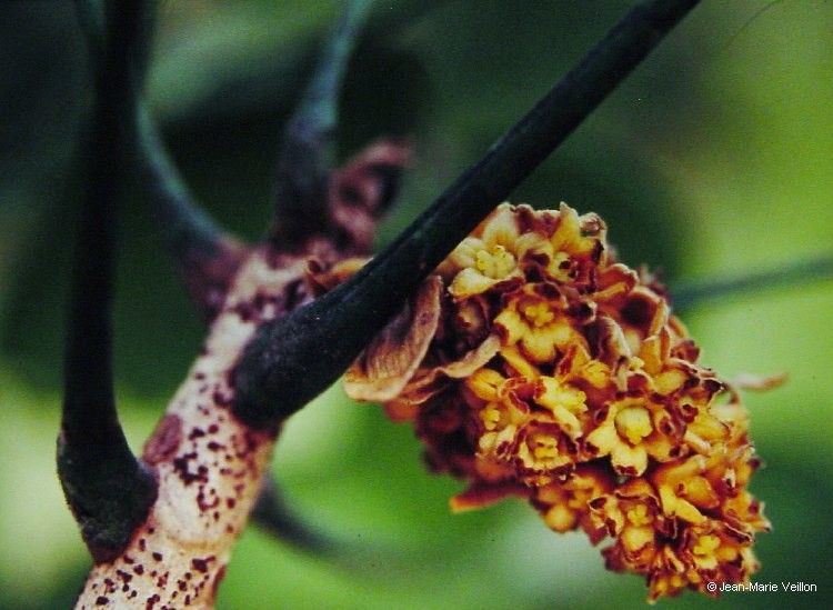 Acropogon calcicola fruit