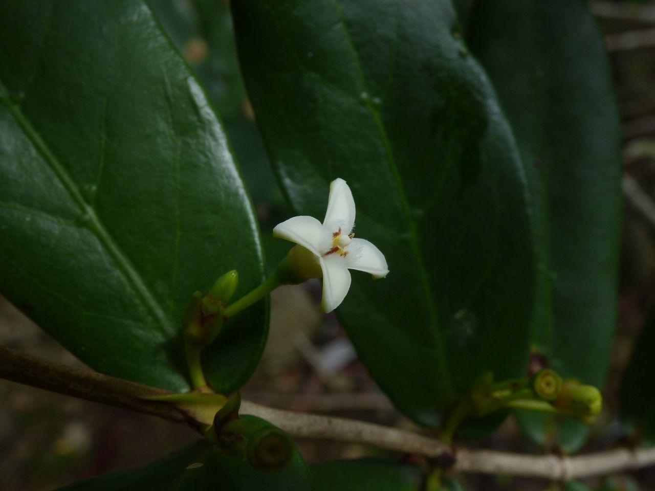 Pyrostria orbicularis flower
