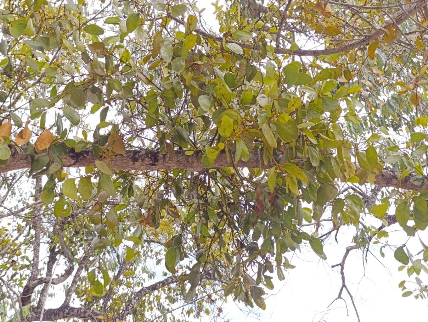 Phoradendron mucronatum — houseplant care guide