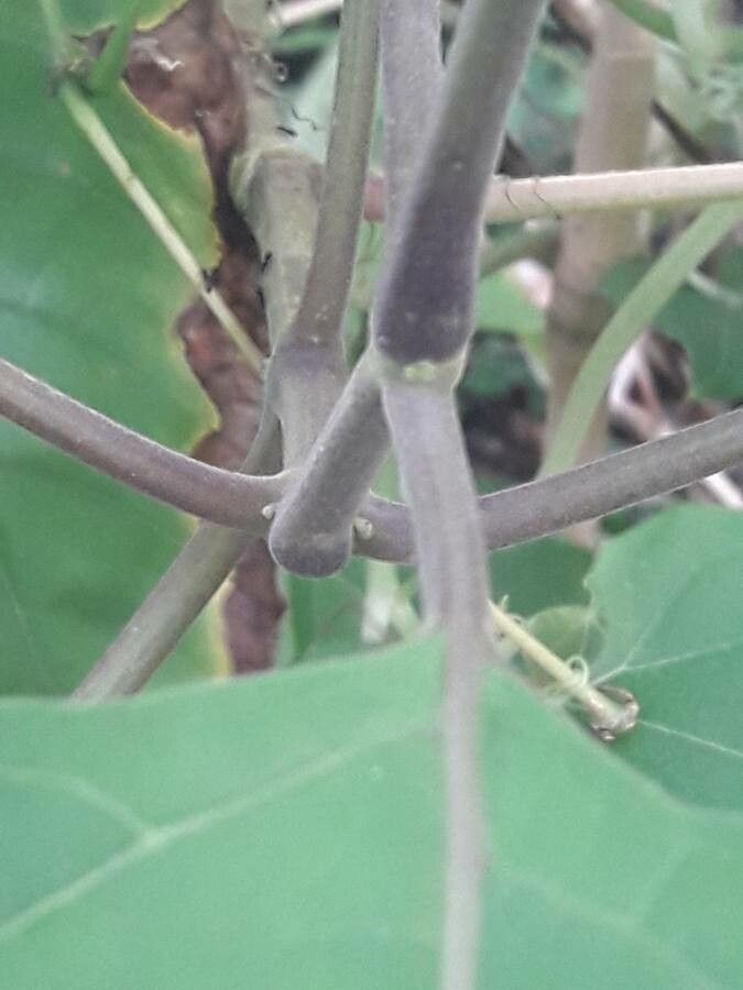 Pogostemon heyneanus bark