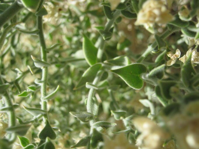 Petalonyx thurberi leaf