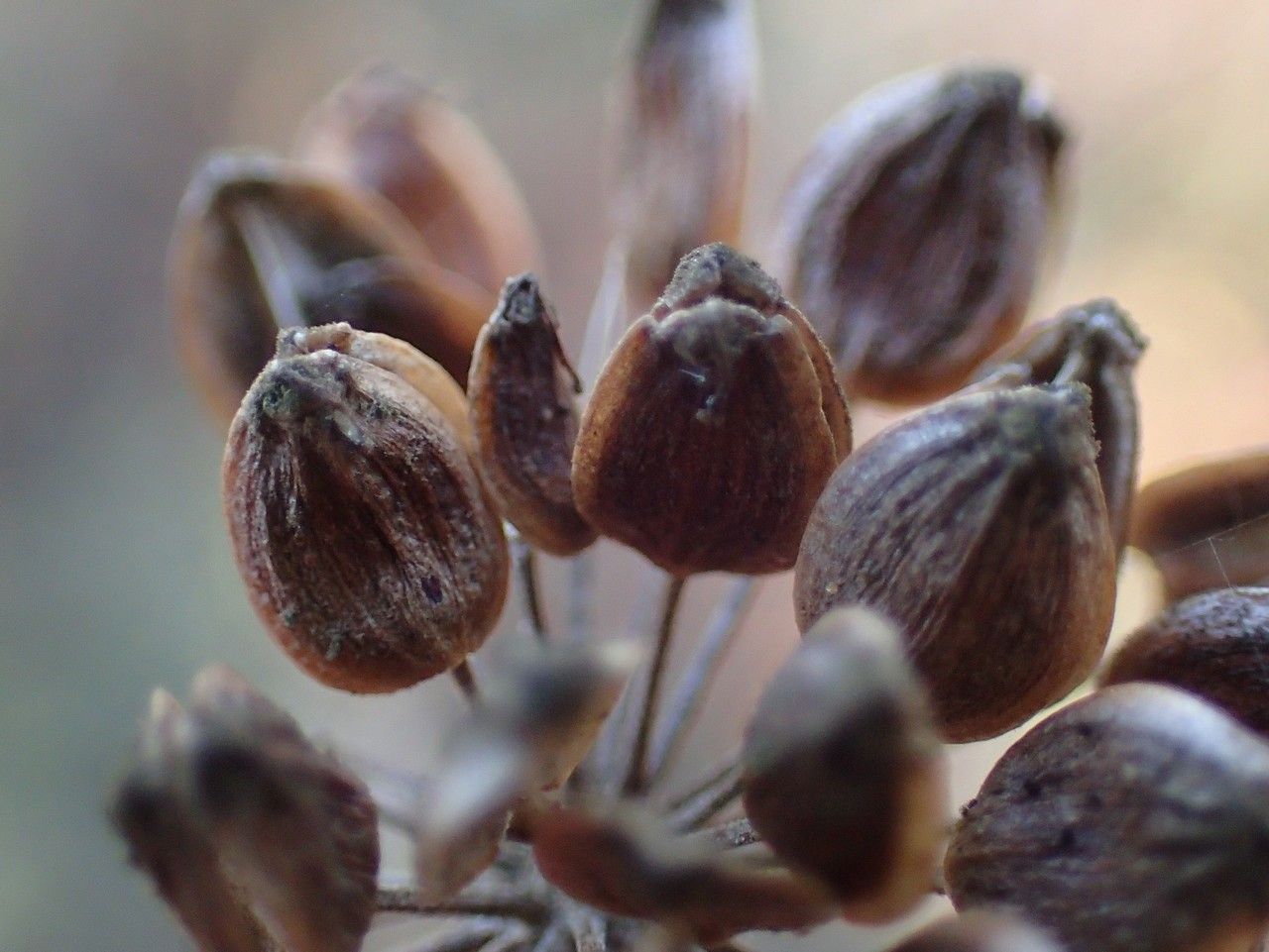 Peucedanum cervaria fruit