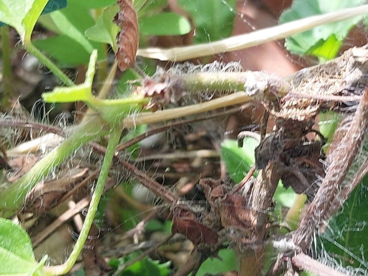 Monsonia emarginata bark